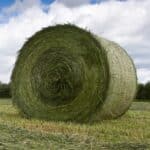 Buy Alfalfa Hay for sale - Premium Lucerne hay bales wholesale supplier