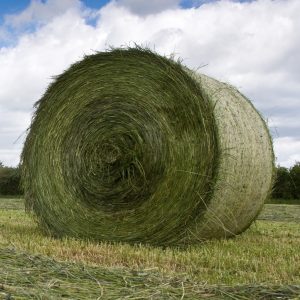 Buy Alfalfa Hay for sale - Premium Lucerne hay bales wholesale supplier