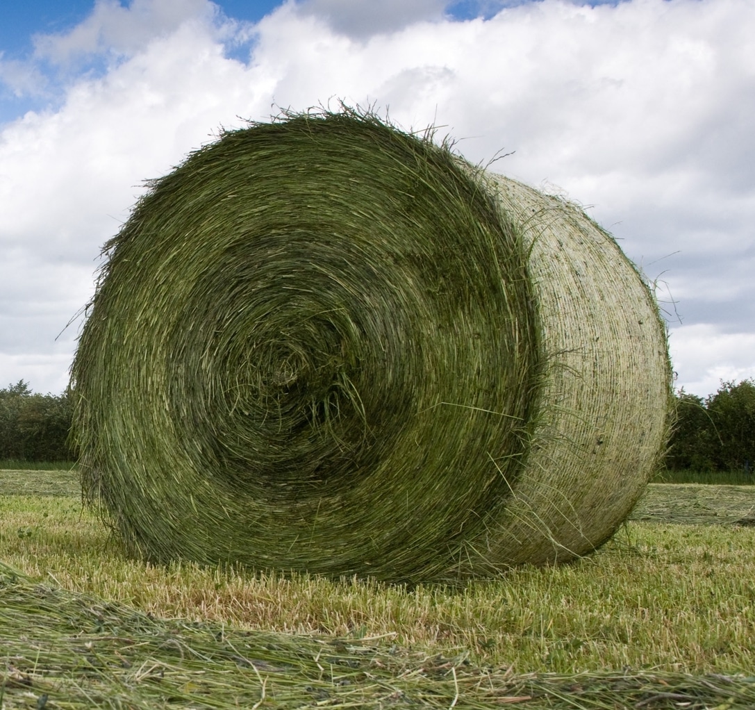 Buy Alfalfa Hay for sale - Premium Lucerne hay bales wholesale supplier