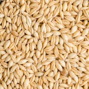 Buy Barley for sale - Premium Organic Barley seed bulk supplier