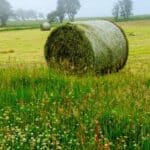 Buy Clover Hay bales for sale - Premium Trefoil Hay Wholesale supplier