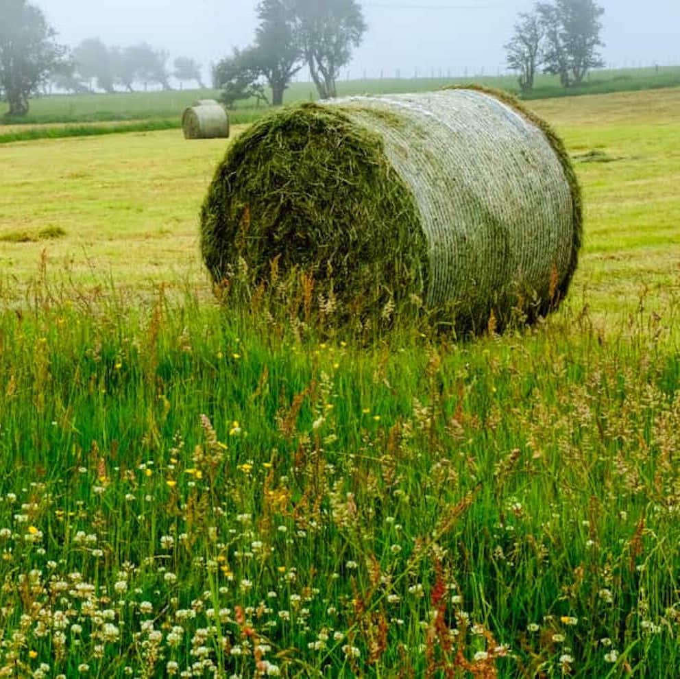Buy Clover Hay bales for sale - Premium Trefoil Hay Wholesale supplier