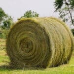 Buy Sorghum Hay bales for sale - Premium Sorghum Hay Wholesale Supplier