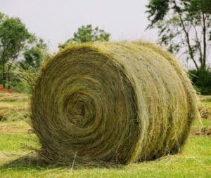 Buy Sorghum Hay bales for sale - Premium Sorghum Hay Wholesale Supplier