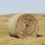 Buy Ryegrass Hay bales for sale - Premium Meadow Grass wholesale supplier