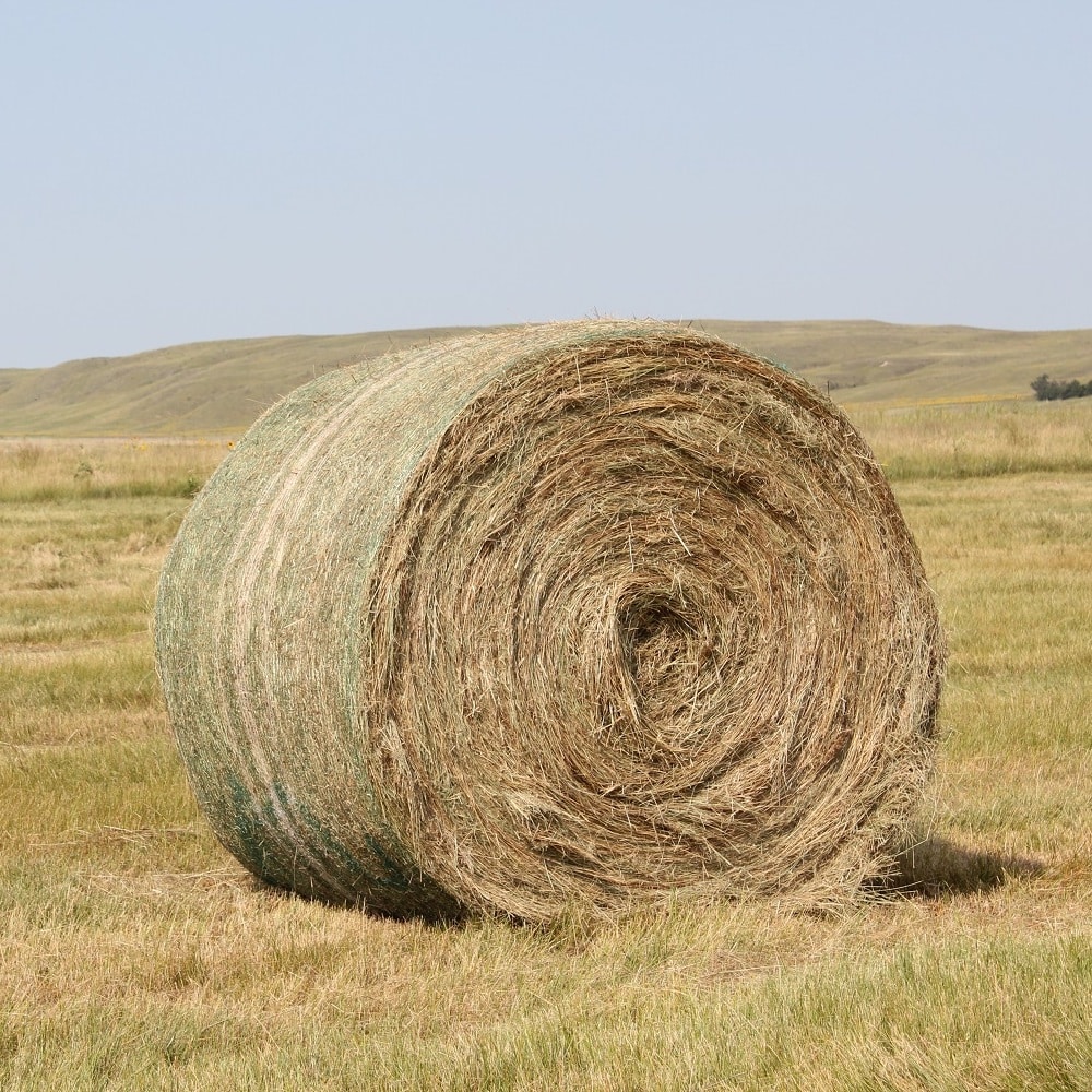 Buy Ryegrass Hay bales for sale - Premium Meadow Grass wholesale supplier
