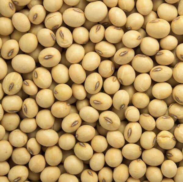 Buy Soybean for sale - Bulk Soybean wholesale supplier
