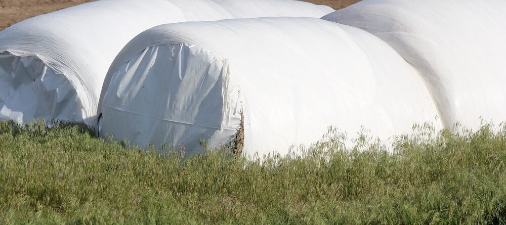 Hay and Haylage - which is Best?