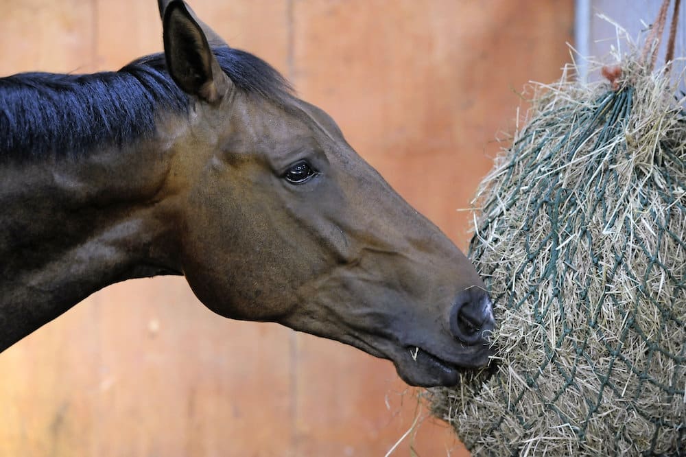How the hot and dry summer could affect horse owners this winter
