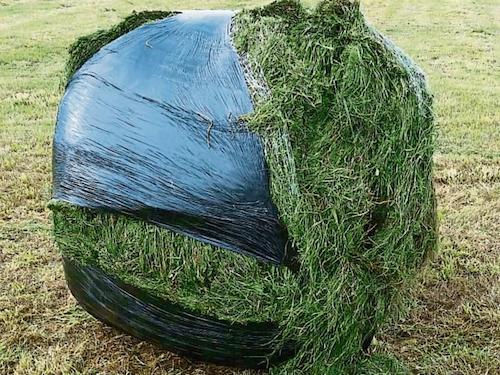 What is Hay grass & Uses