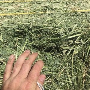 Alfalfa Bales for Sale in Qatar, Alfalfa hay for Sale in the United Arab Emirates (UAE), Alfalfa Bales for Sale in Egypt, Alfalfa hay Suppliers in Lebanon