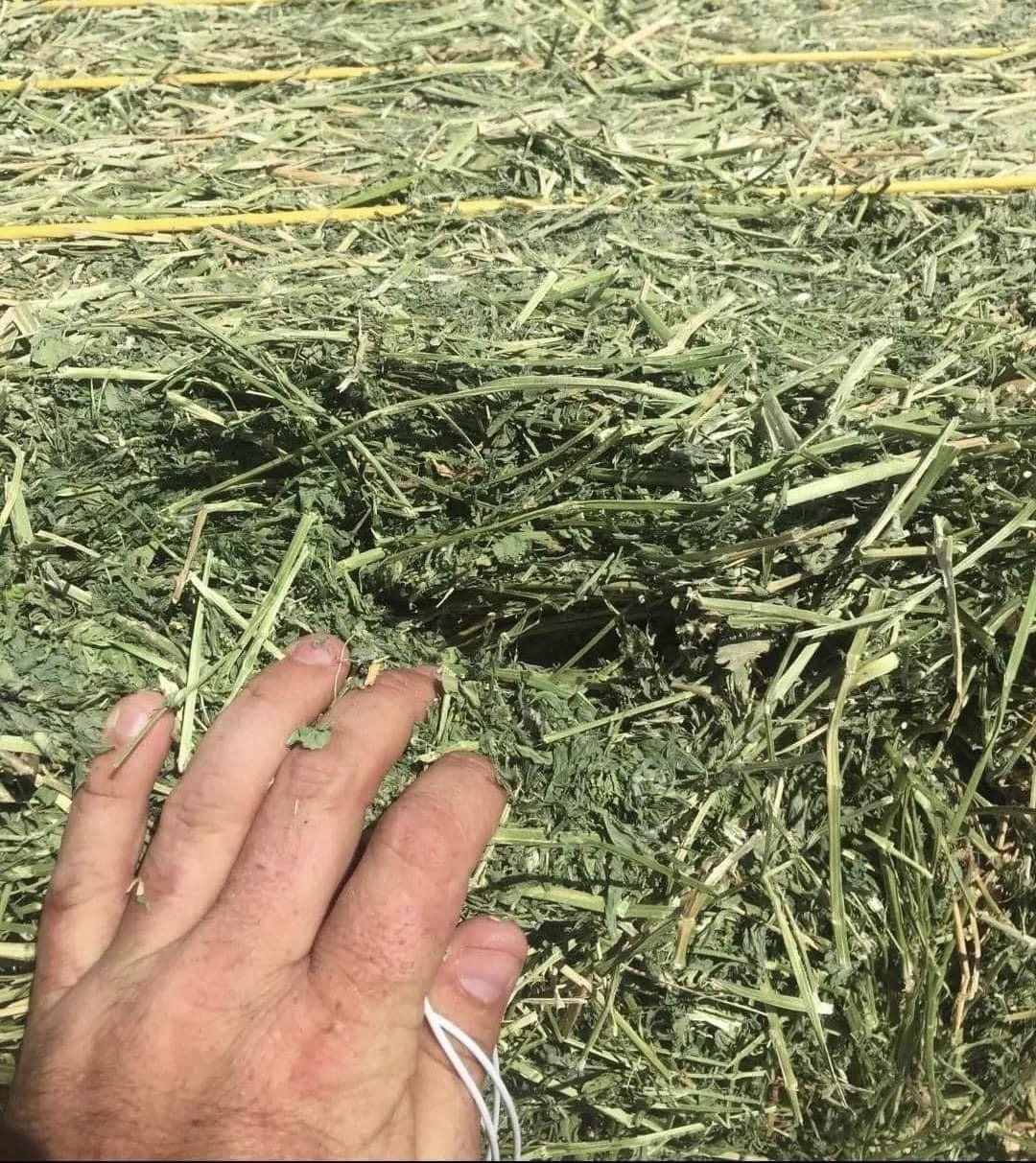 Alfalfa Bales for Sale in Qatar, Alfalfa hay for Sale in the United Arab Emirates (UAE), Alfalfa Bales for Sale in Egypt, Alfalfa hay Suppliers in Lebanon