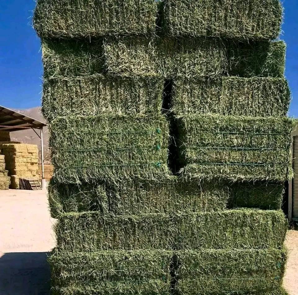 Buy Alfalfa Hay bales for sale - Supreme Lucerne hay wholesale supplier