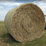 Buy Oat Hay bales for sale - Premium Oat Hay Wholesale supplier
