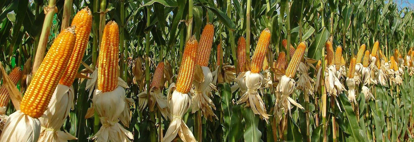 Buy Organic yellow corn and white maize in bulk wholesale prices