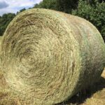 Buy Teff Hay bales for sale - Premium Teff Hay wholesale supplier