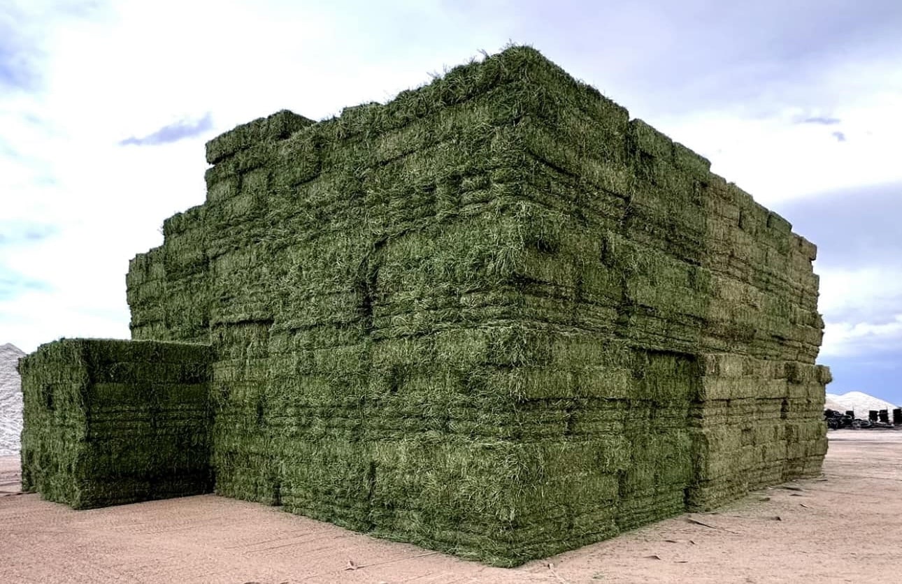 Egypt Hay Wholesale Suppliers - Bulk Hay for sale in Egypt