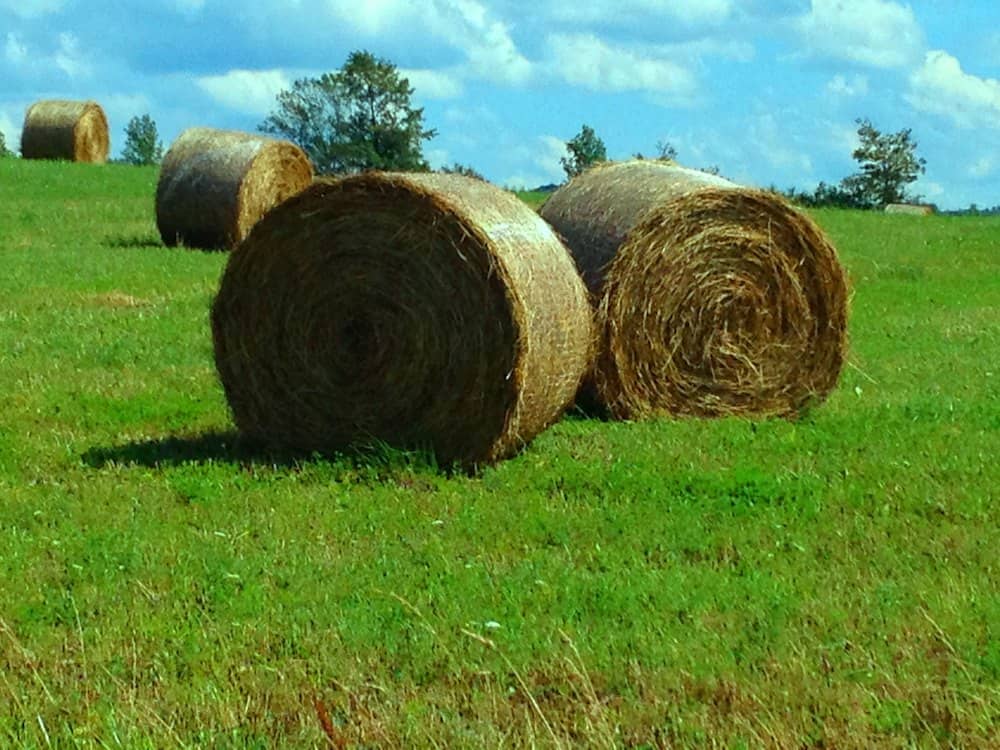 Hay Prices and Production, Record alfalfa hay prices, Timothy export market prices years ago, Orchard Hay prices of 2022