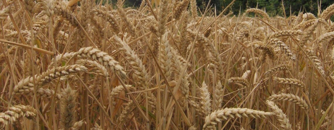 Hay Production Lower and Price Rises In 2022
