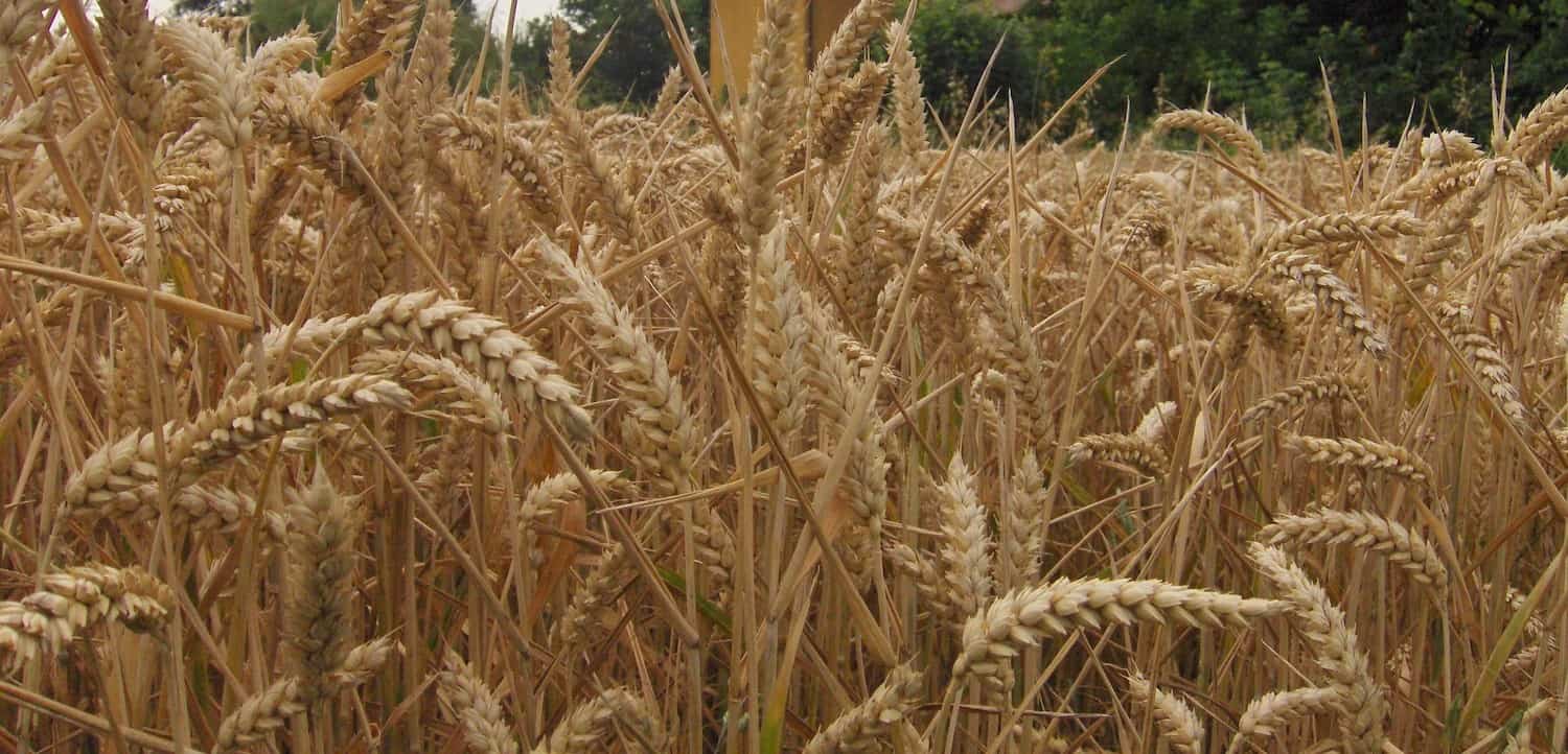 Hay Production Lower and Price Rises In 2022