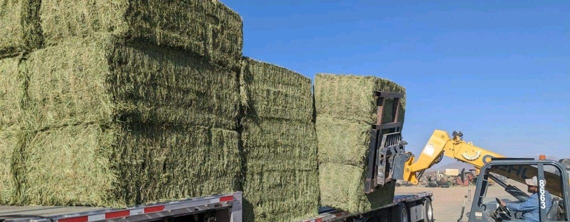 Hay for sale in UAE - Supreme hay wholesale suppliers 2024