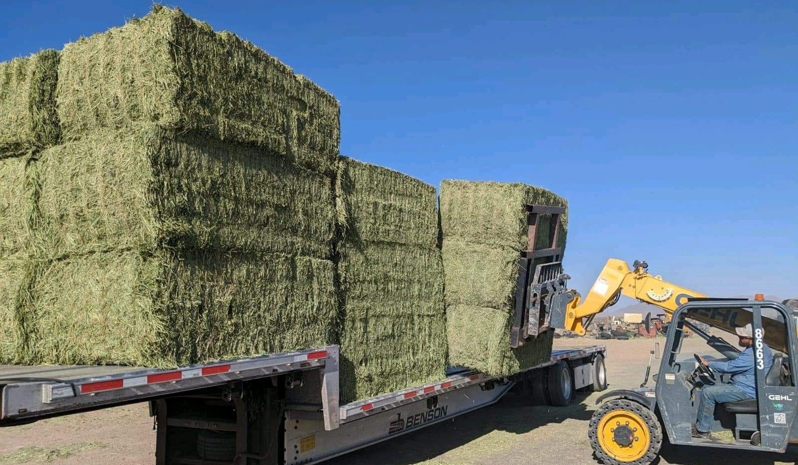 Hay for sale in UAE - Supreme hay wholesale suppliers 2024
