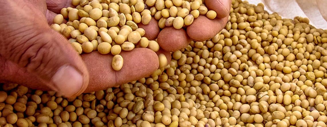 Wholesale Soybeans Suppliers and Distributors in the Middle East - Guide to Buy Soy beans in Bulk